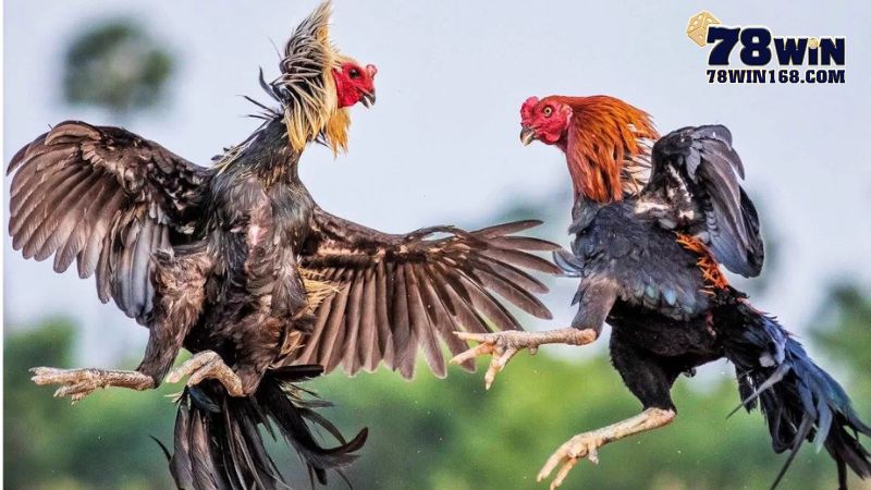 5 bí kíp xem đá gà mà dân chuyên cần biết