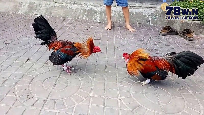 Bật mí sân chơi đá gà trực tuyến xanh chín