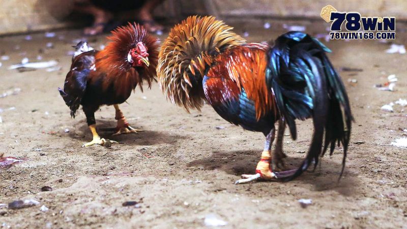 Các dòng gà nổi tiếng trong giới đá gà 78win