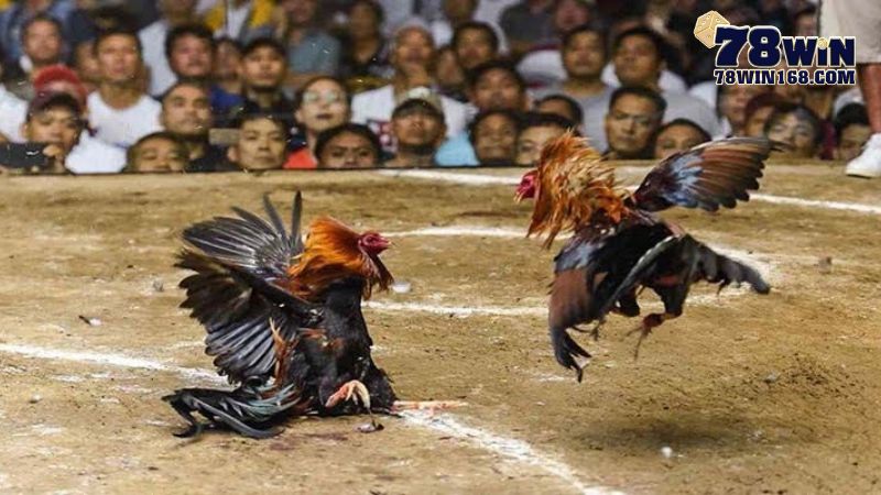 Chi tiết về trận đá gà 24 tỷ