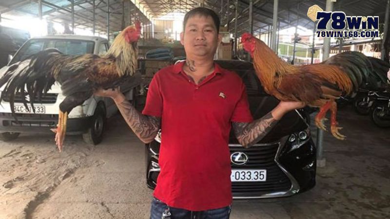 Chiến kê của Mít Trà Cú chiếm ưu thế trong trận đối đầu
