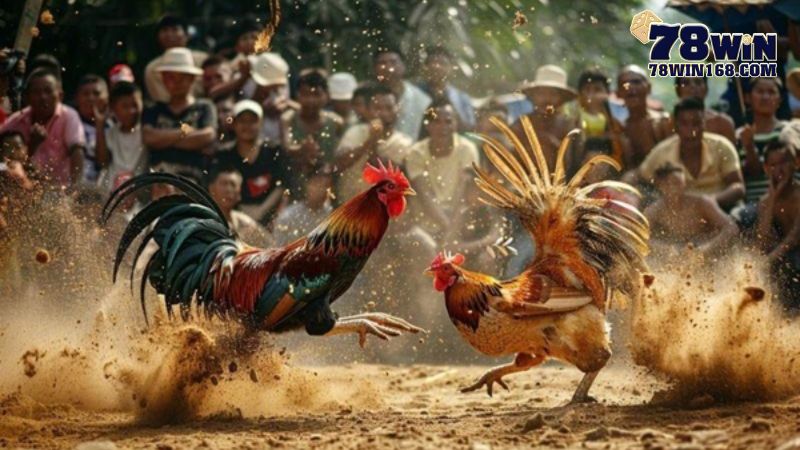 Đá gà 78win điểm đến cho sư kê