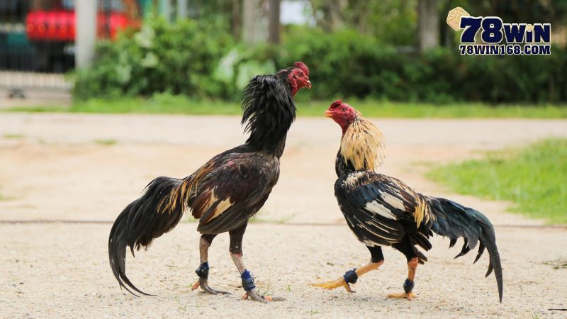 Đá gà cựa sắt thời gian thi đấu nhanh chóng