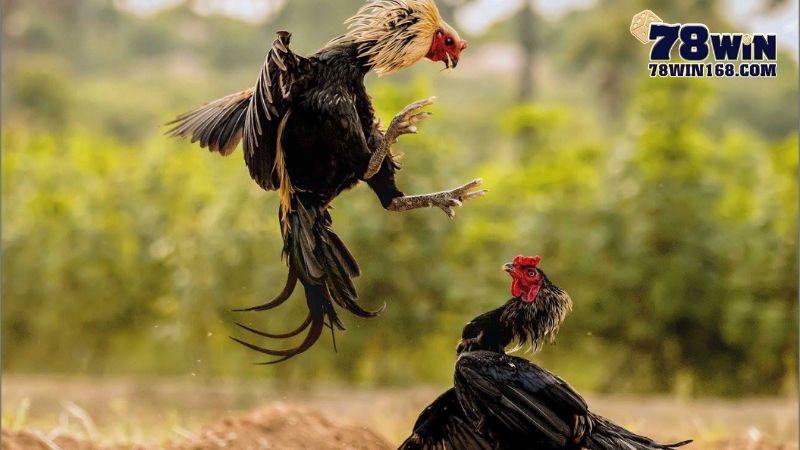 Có nên tham gia cá cược đá gà tre không?