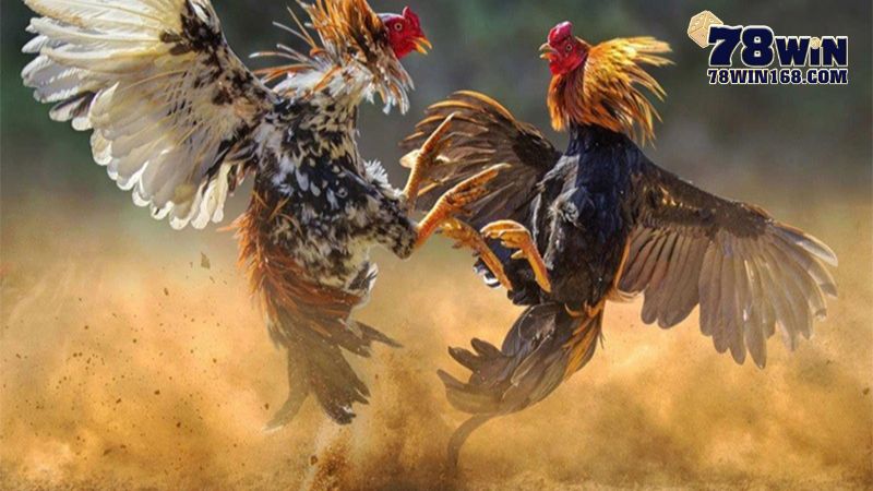 Giữ sự tập trung cao độ khi trận đấu đang diễn ra