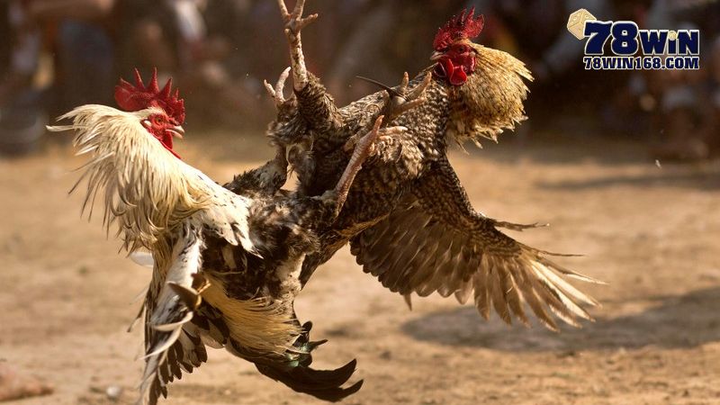 Mẹo cược đá gà tre chiến thắng dễ dàng