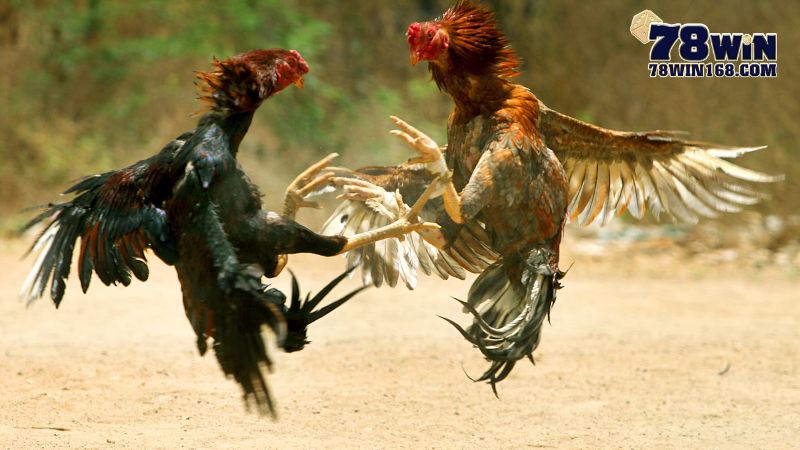 Việc xem đá gà có bị coi là phạm pháp không?