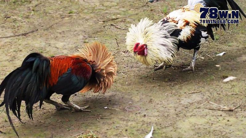 Xem trực tiếp đá gà tre có nghĩa là gì?